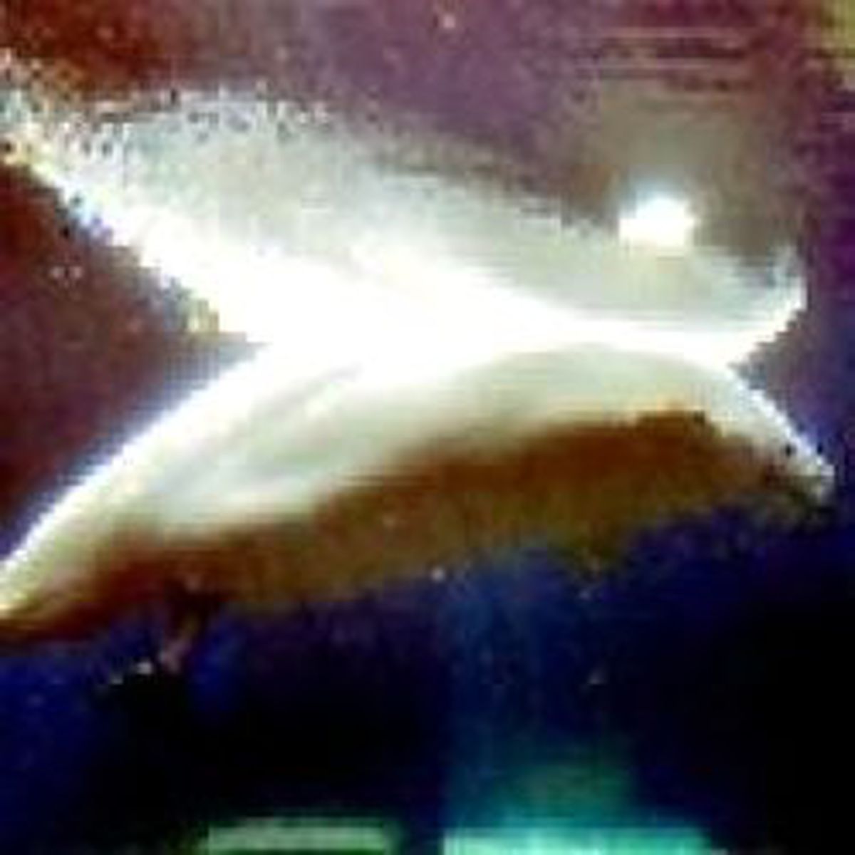 Beluga'nın Doğum Sevinci