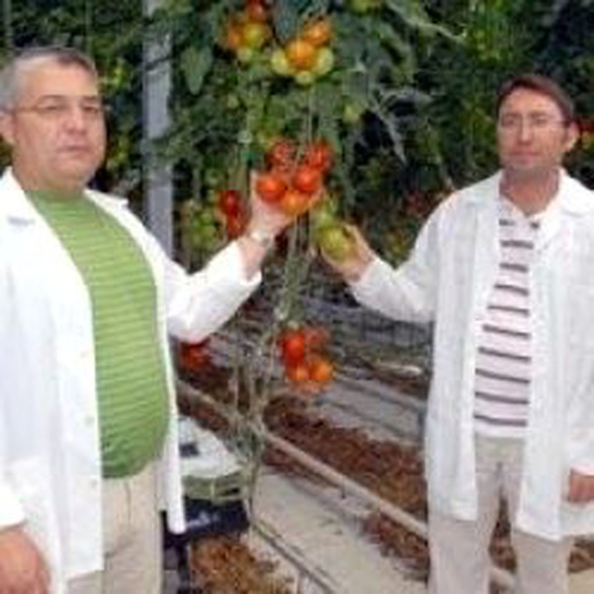 Doktor Kardeşlerden Modern Domates Serası