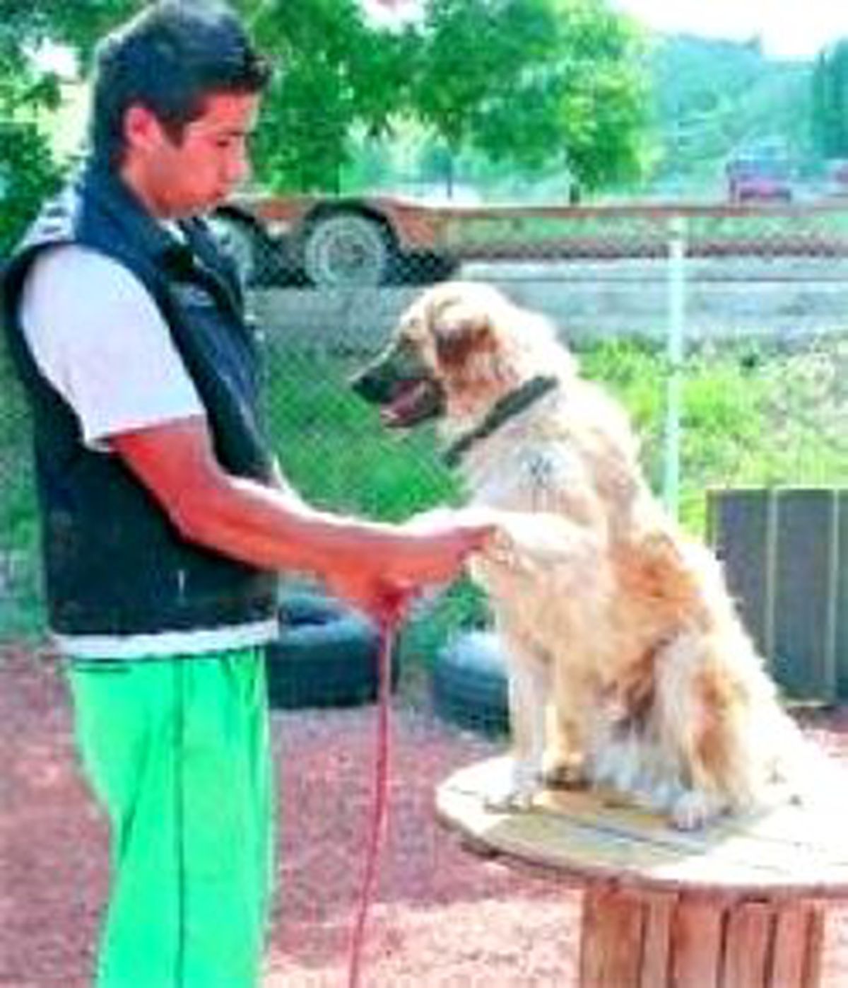 Eğitimli Köpekler Sahiplerini Bekliyor