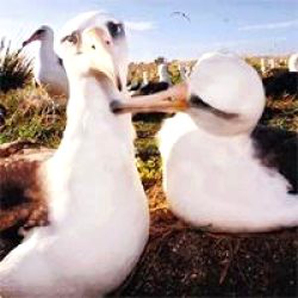 Lezbiyen Albatroslar
