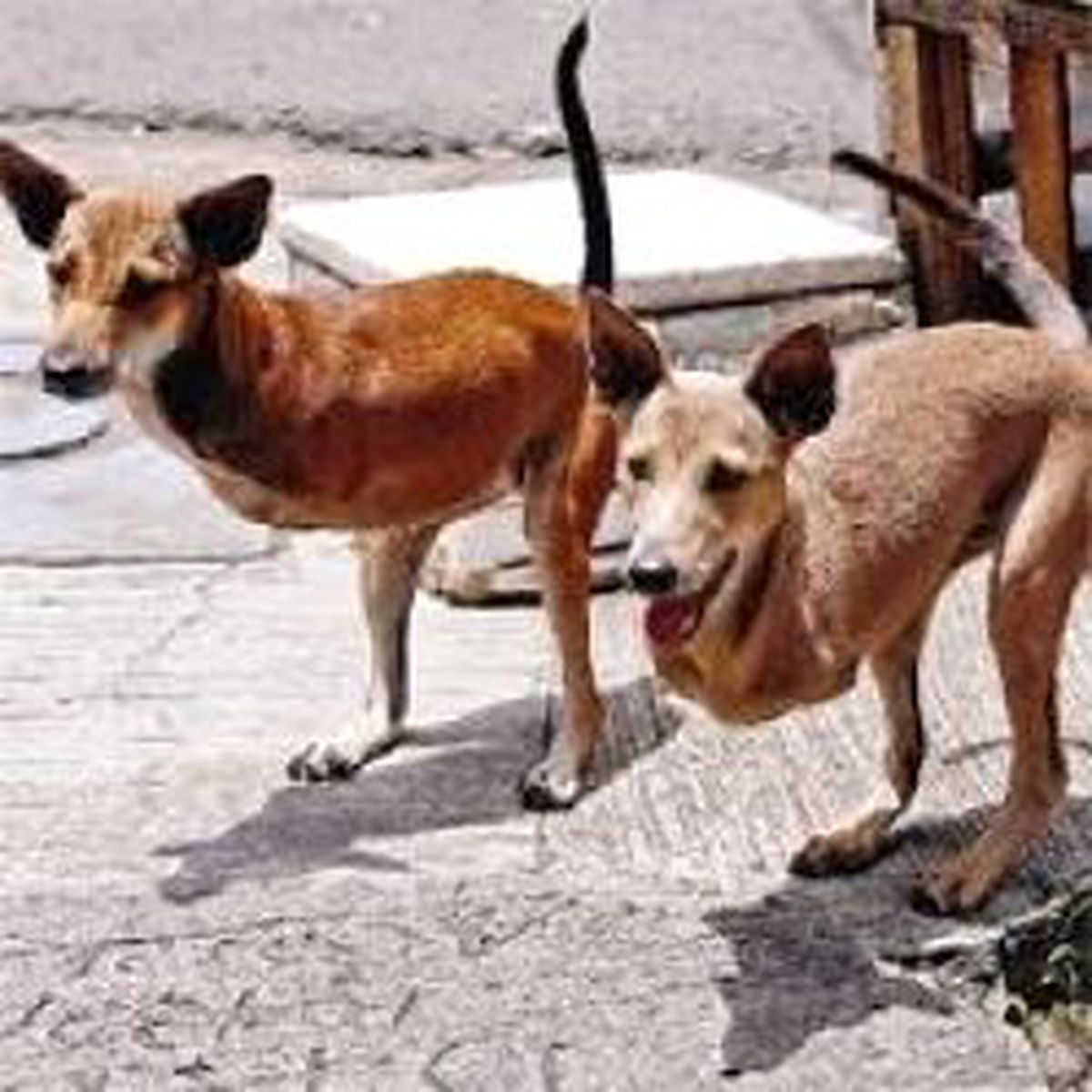 Kanguru -Köpekler Görenleri Şaşırtıyor