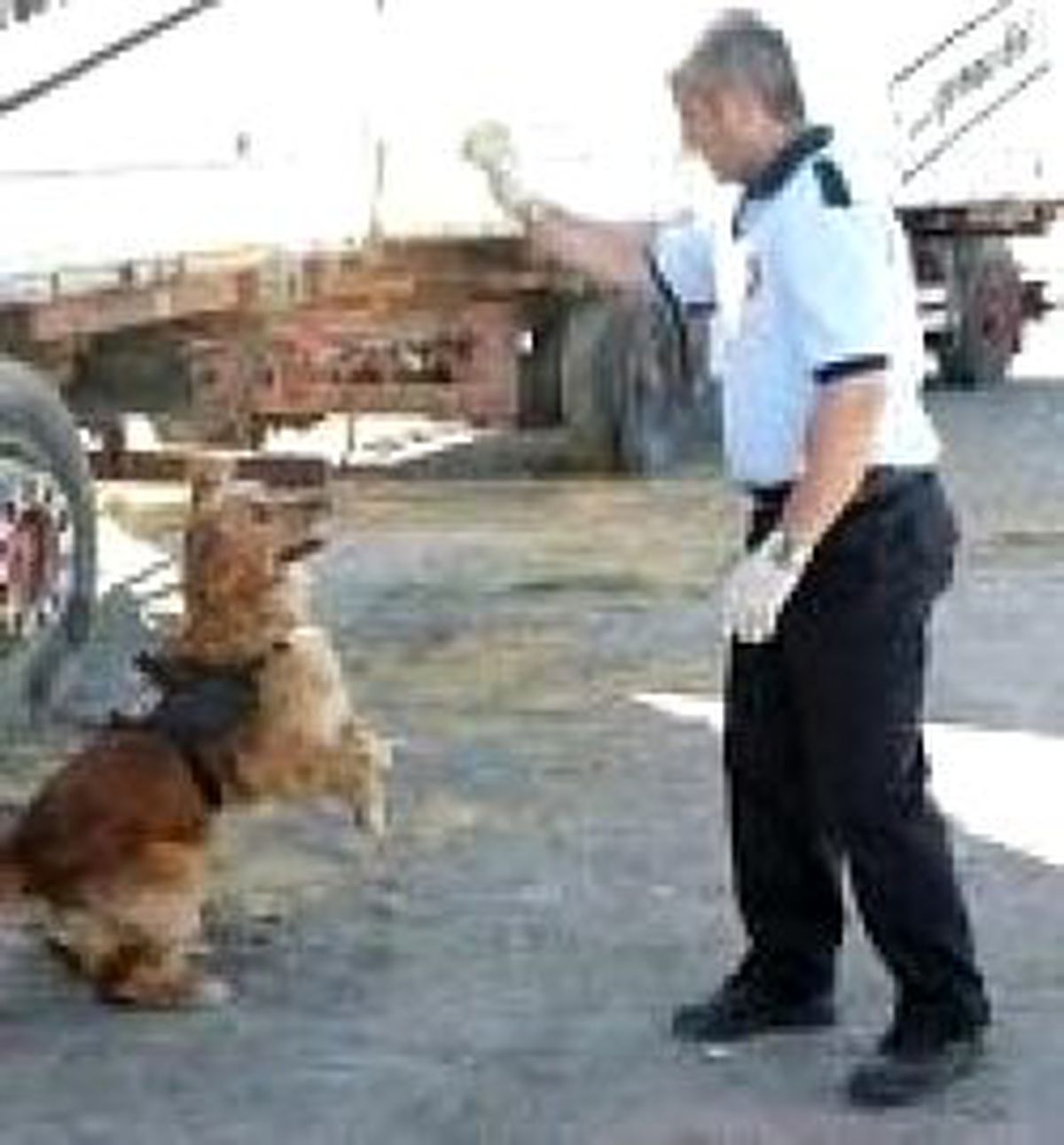 Narkotik Köpekleri Uyuşturucu Avında
