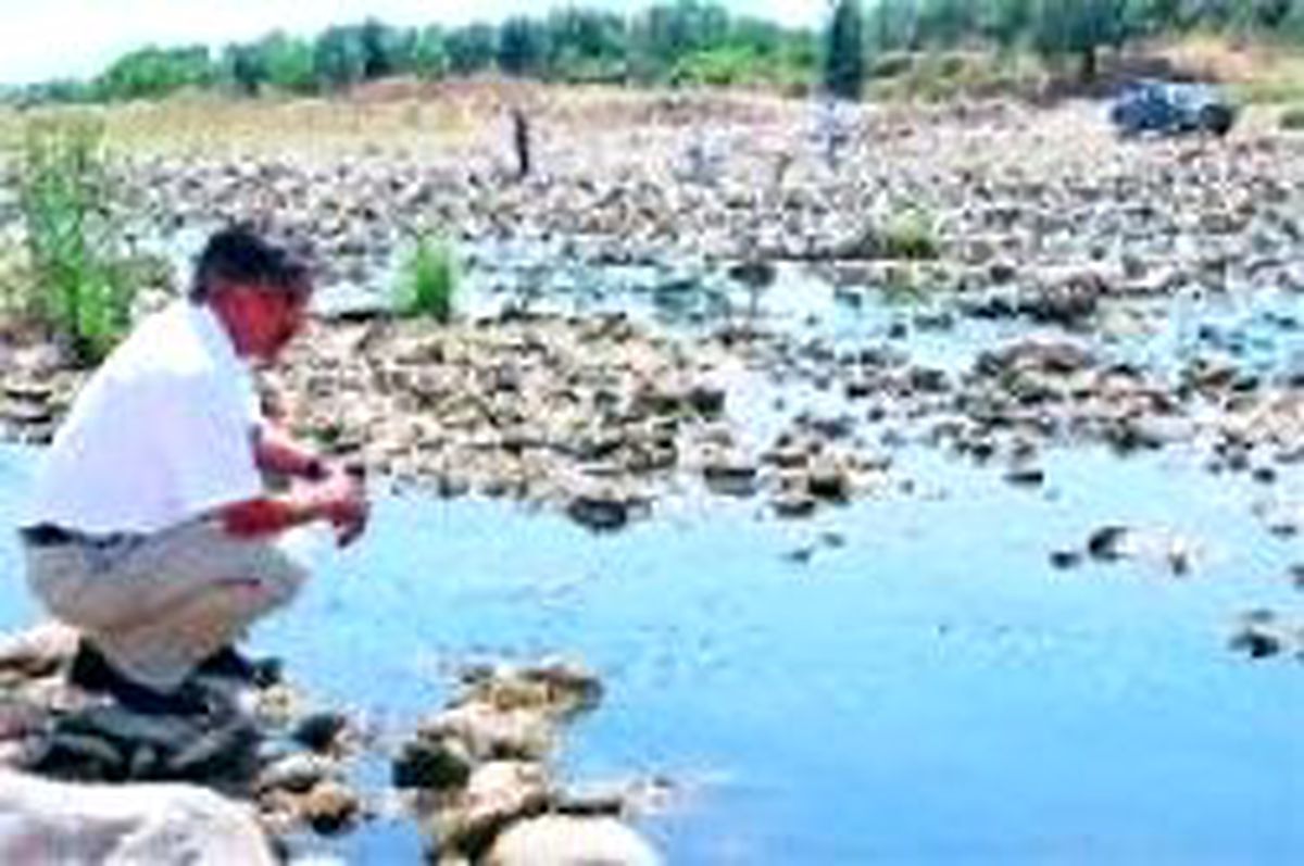 Havran'da Balıklar Öldü