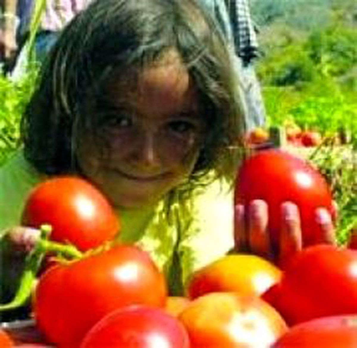 Ayaş Domatesi Görücüye Çıkıyor