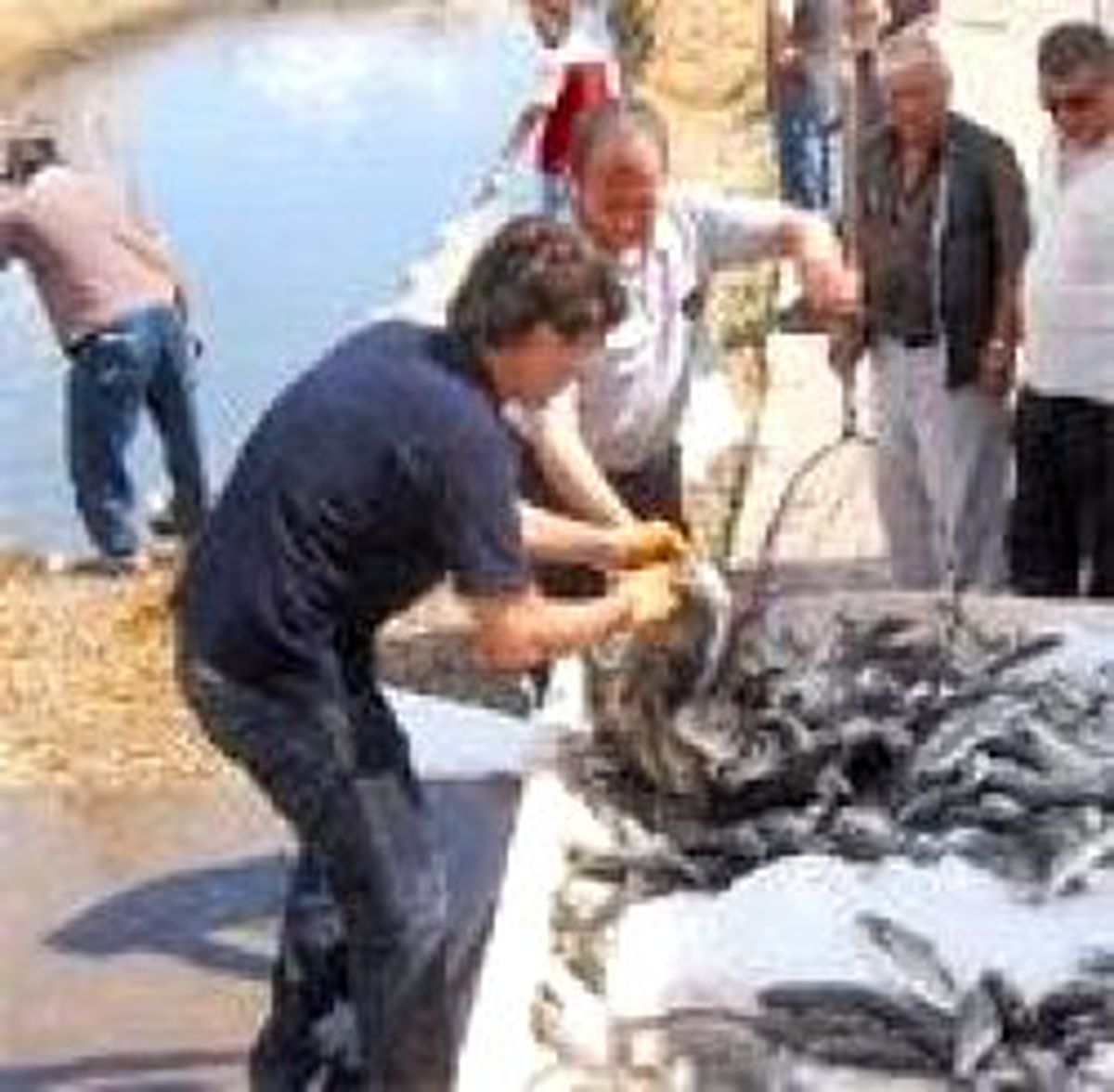 Fabrika Bahçesindeki Havuzda Balık Hasadı