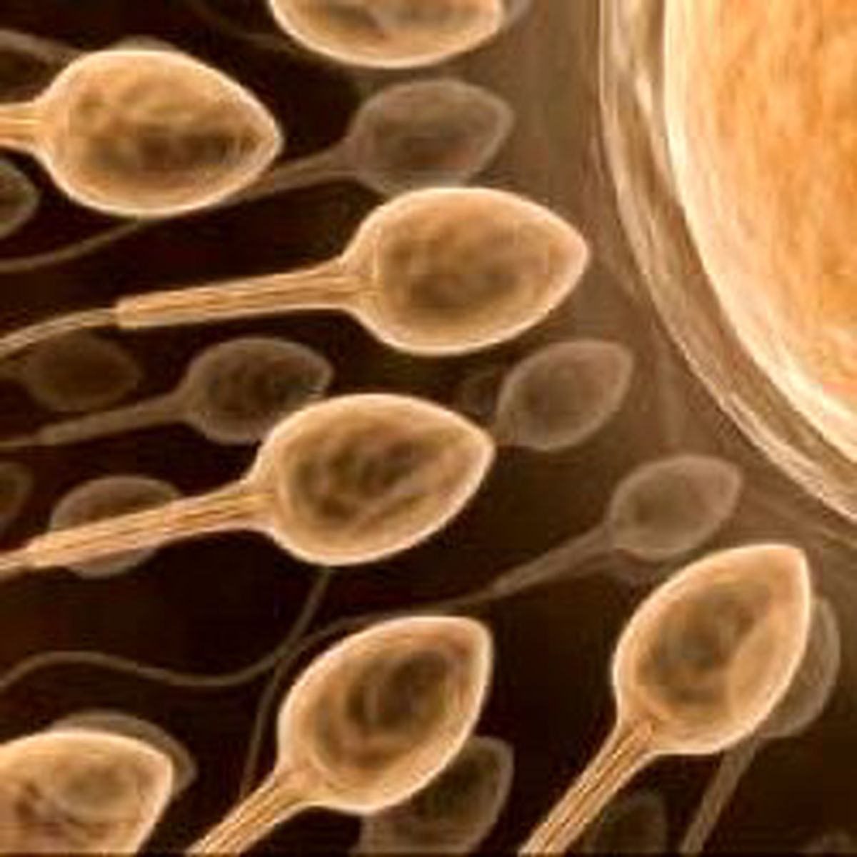 Sık Cinsel İlişki Sperm Hasarını Onarıyor
