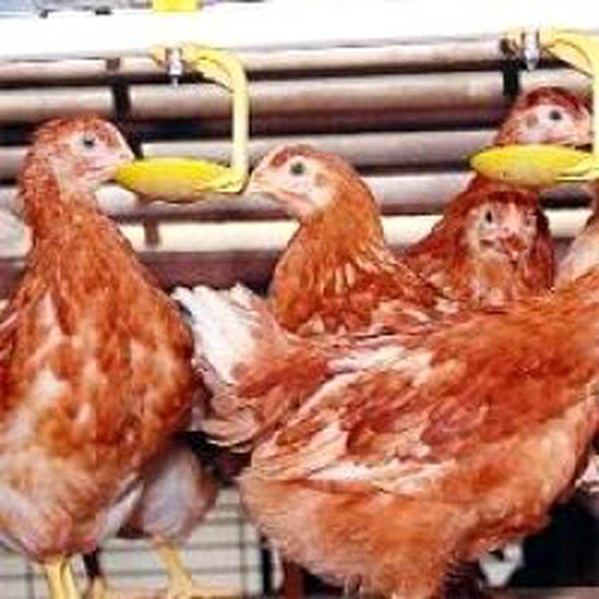 Avrupa'nın En Büyük Kapasiteli Tavuk Kesimhane Yatırımı