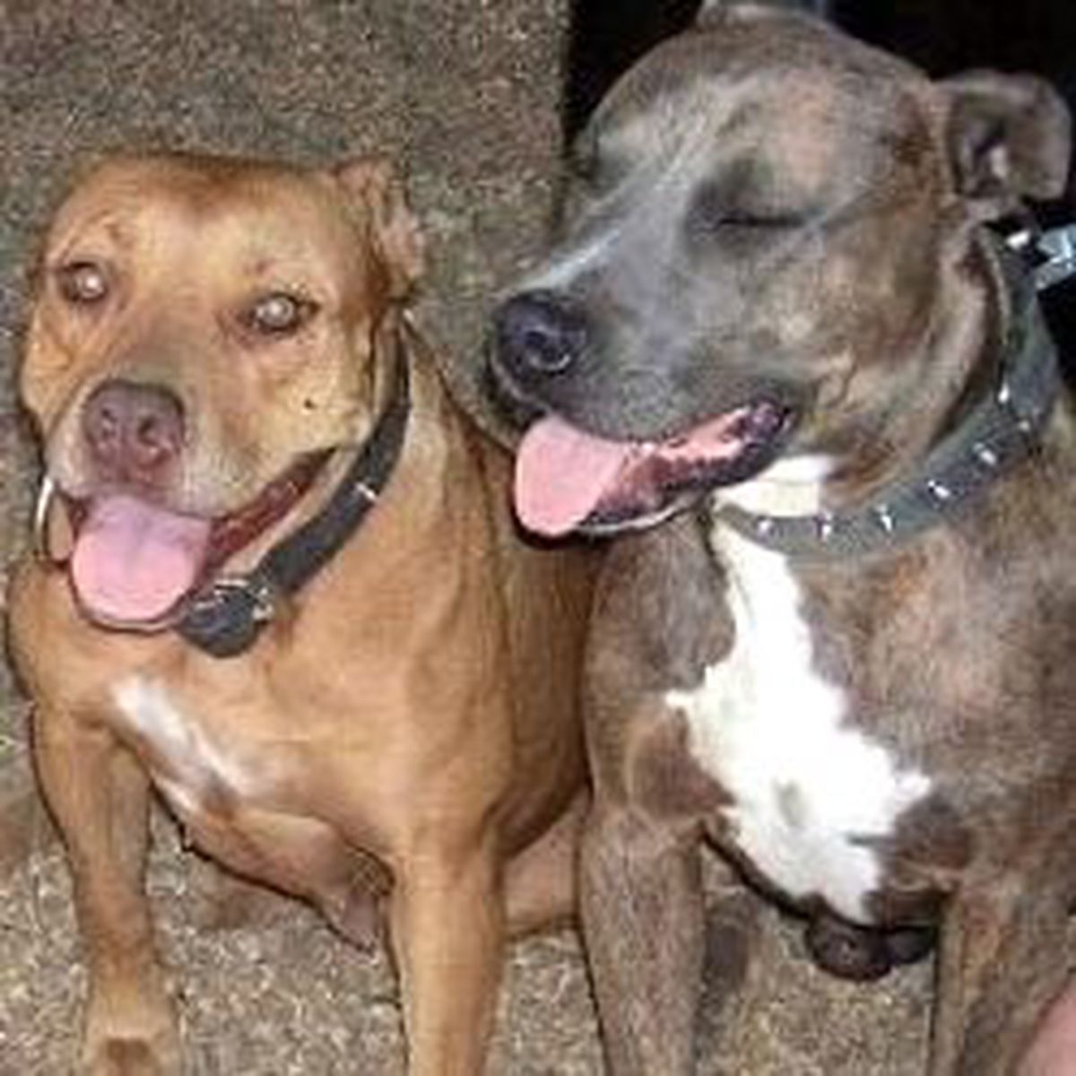 Pitbull'lu Tecavüz