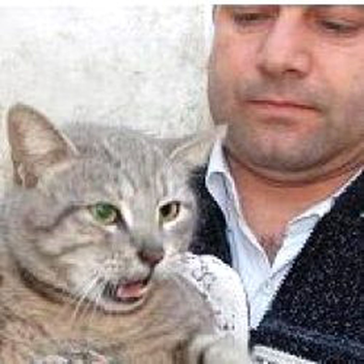 Kedi Öldürene 1344 Lira Ceza