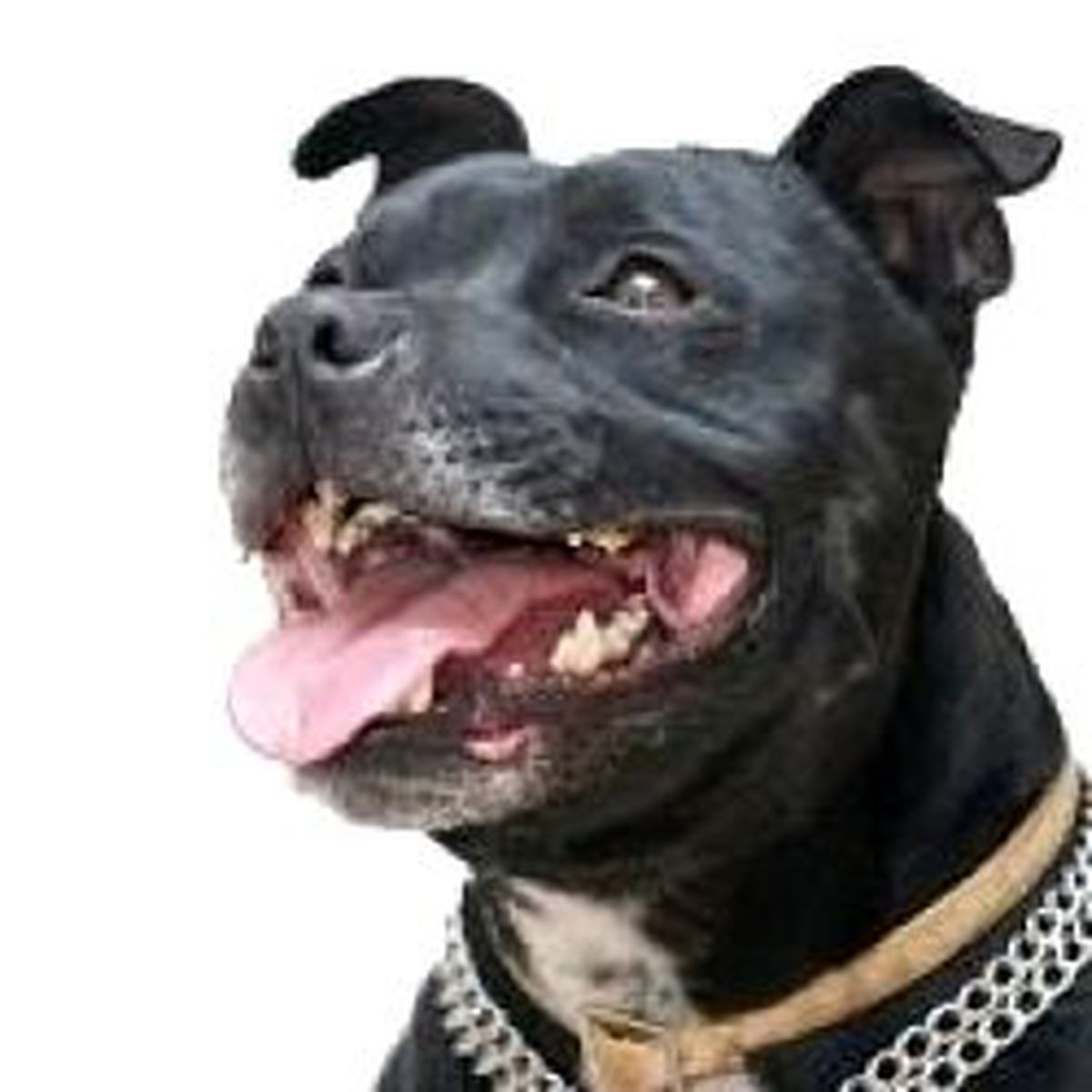 En Büyük Köpek Operasyonu