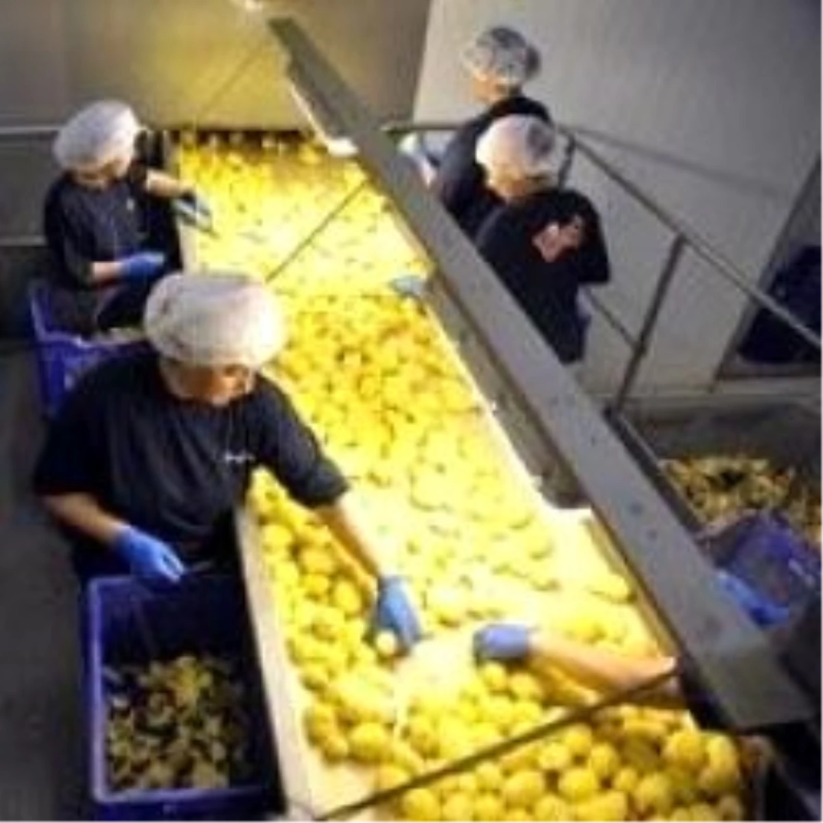 Patates Üretimini Üçe Katlayacak