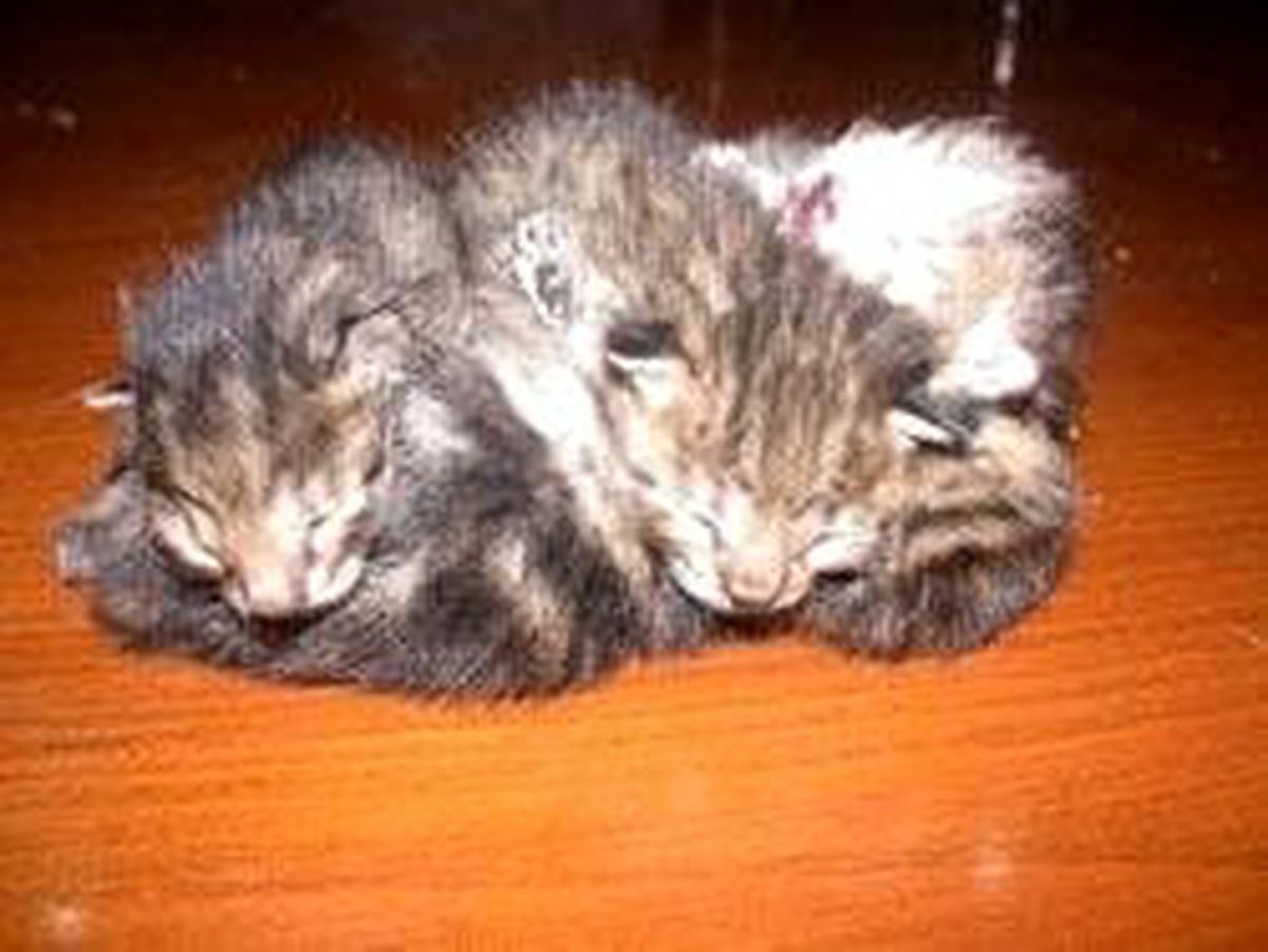 Yapışık Beşiz Kedi