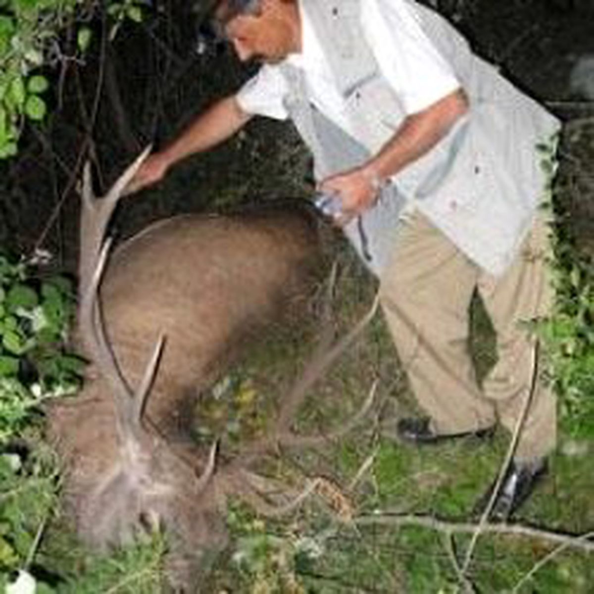 Otomobilin Üzerine Geyik Düştü: 4 Yaralı