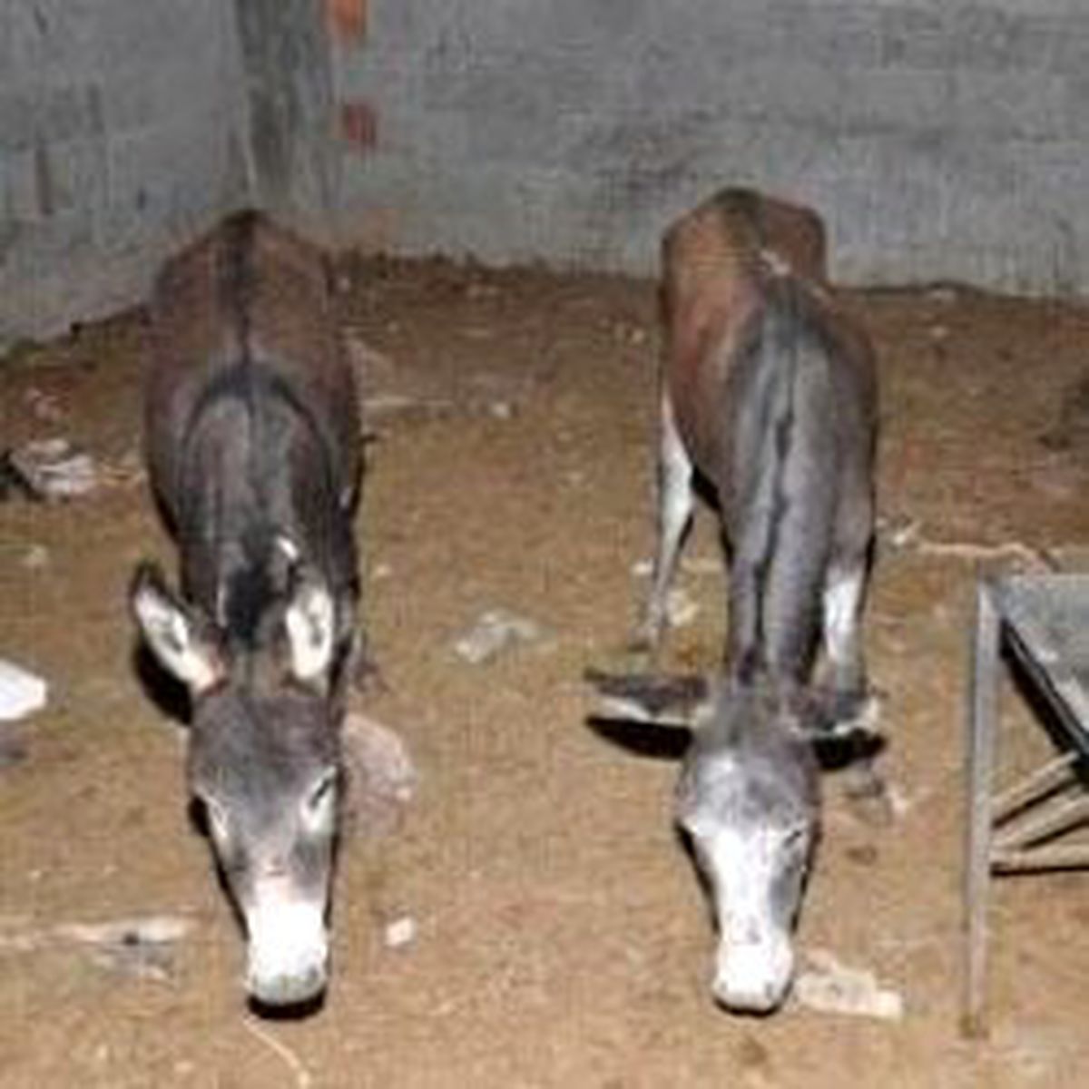 Adana'da 600 Kilo At ve Eşek Eti Ele Geçirildi