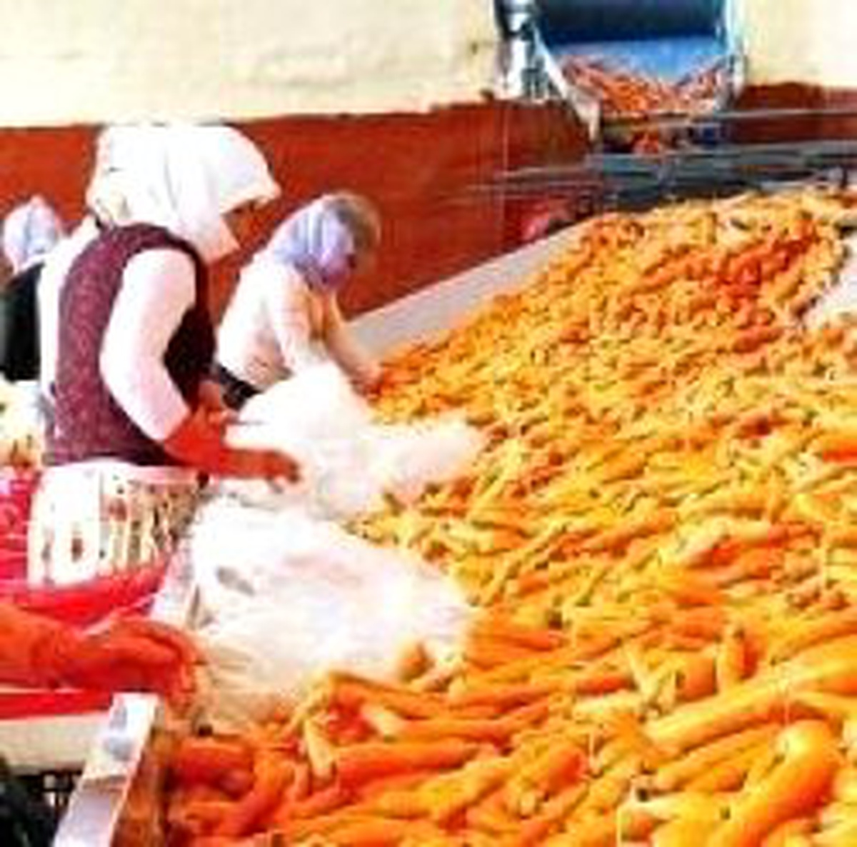 Ateş, Havuç Üreticisinin Yaşadığı Sıkıntıları Sordu