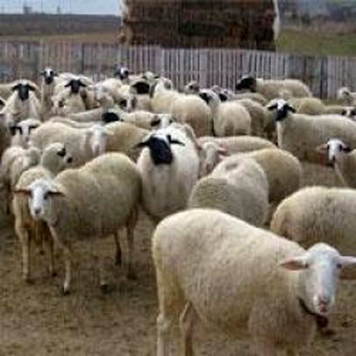 Koyunda Müthiş Fiyat Farkı