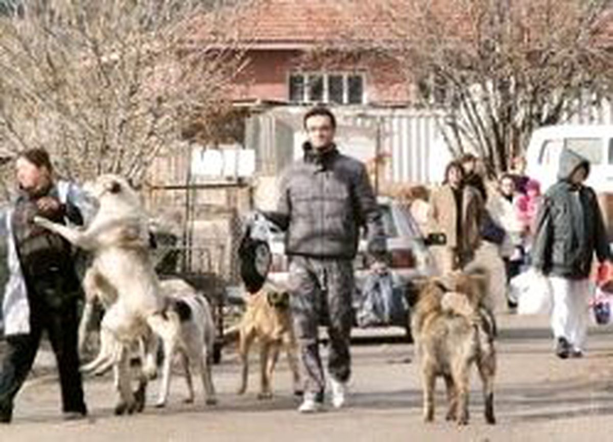 Hayvanseverler Gölbaşı Barınağı'na Akın Etti
