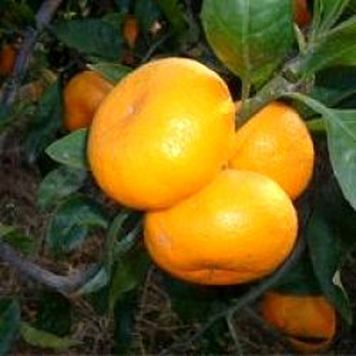 Mandalina Zeytine Rakip Oldu