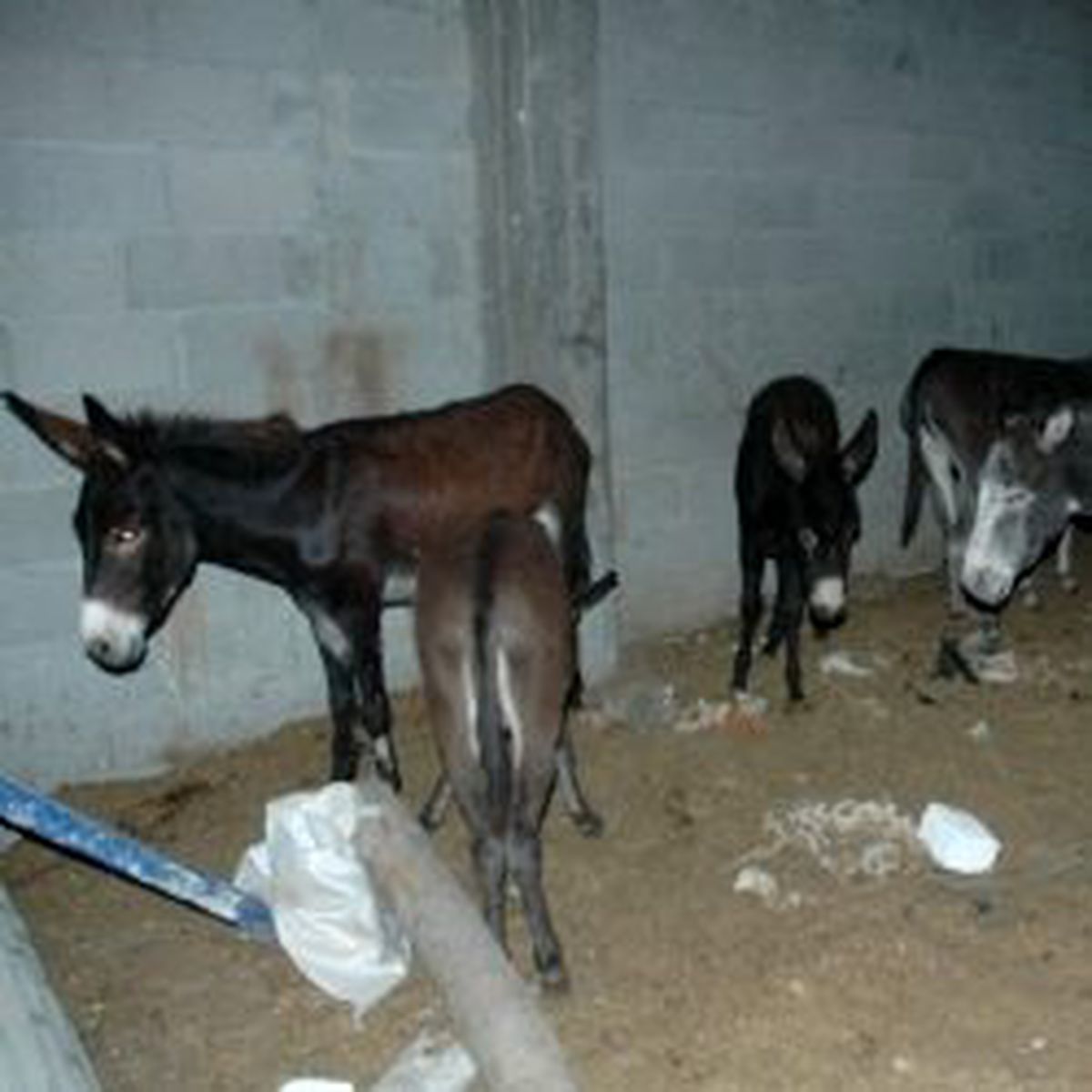 İkinci 'At Eti' Rezaleti