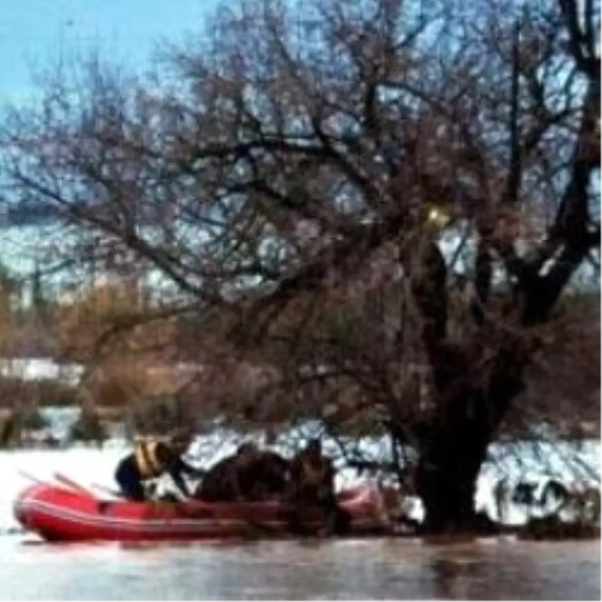 Ağaçta 7 Saat Can Pazarı