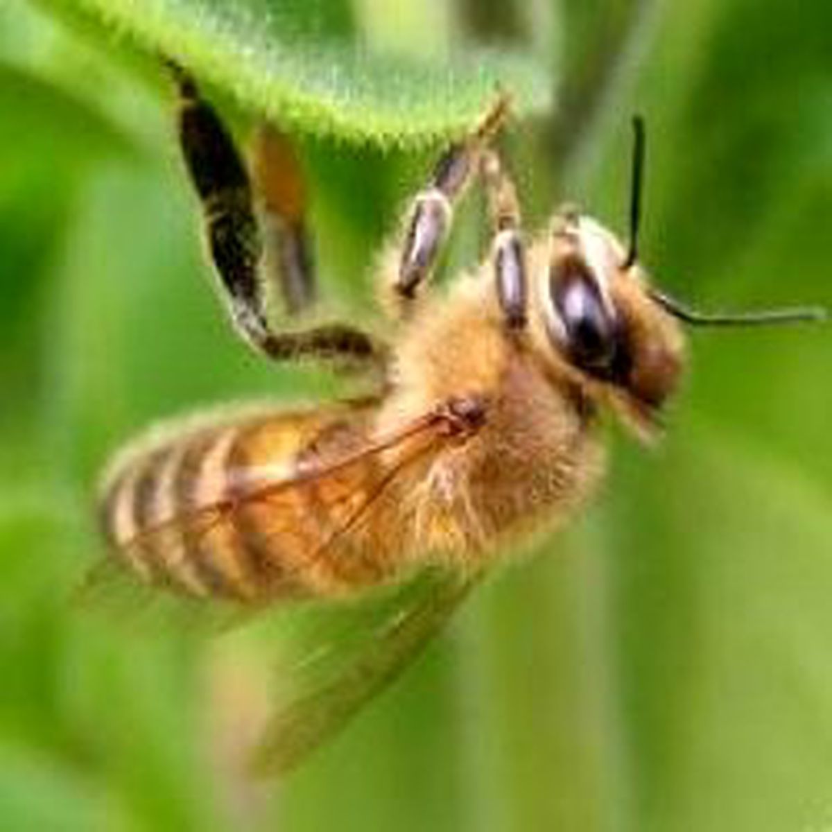 Arılar Nikotin Bağımlısı Çıktı