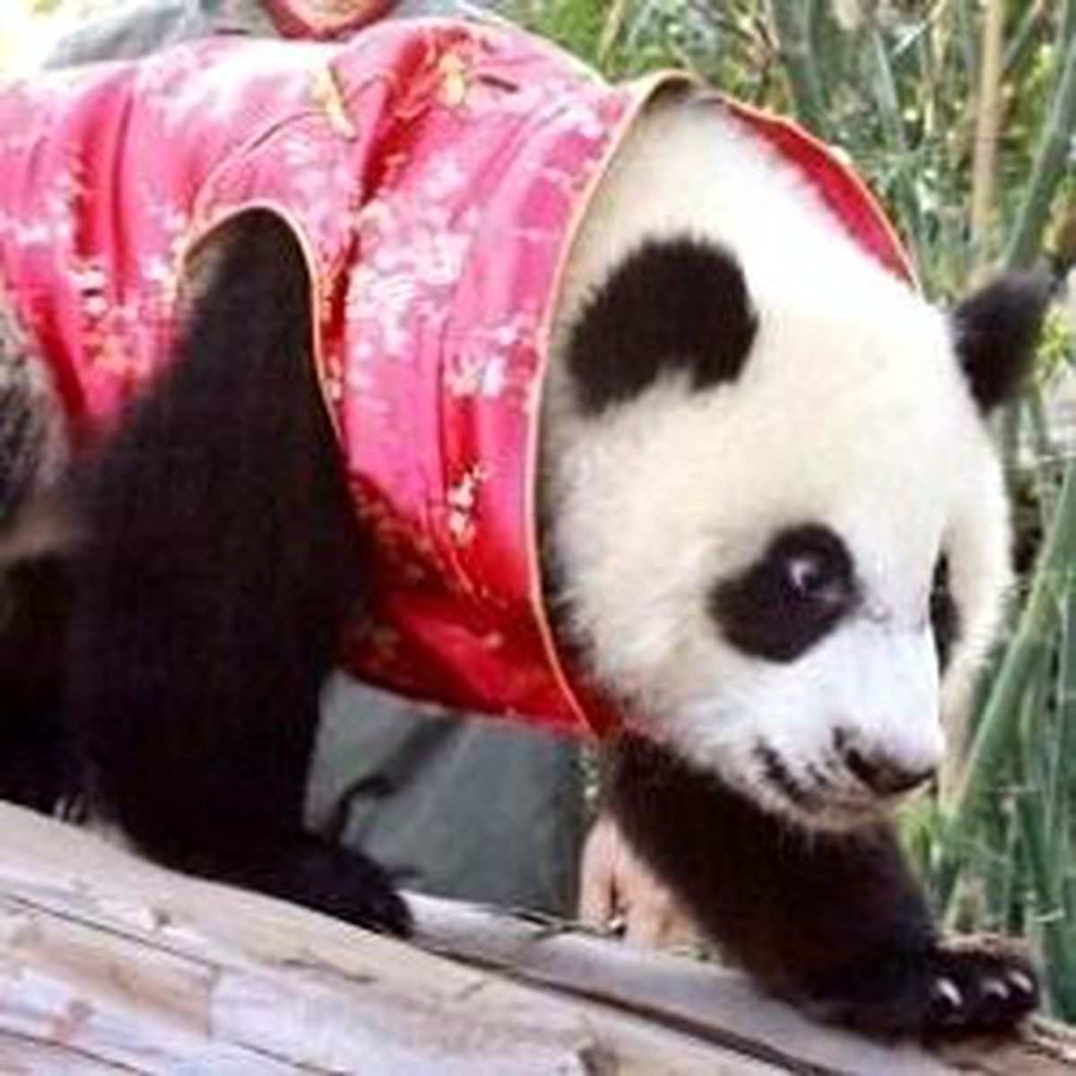 Panda Diplomasisi Bitti