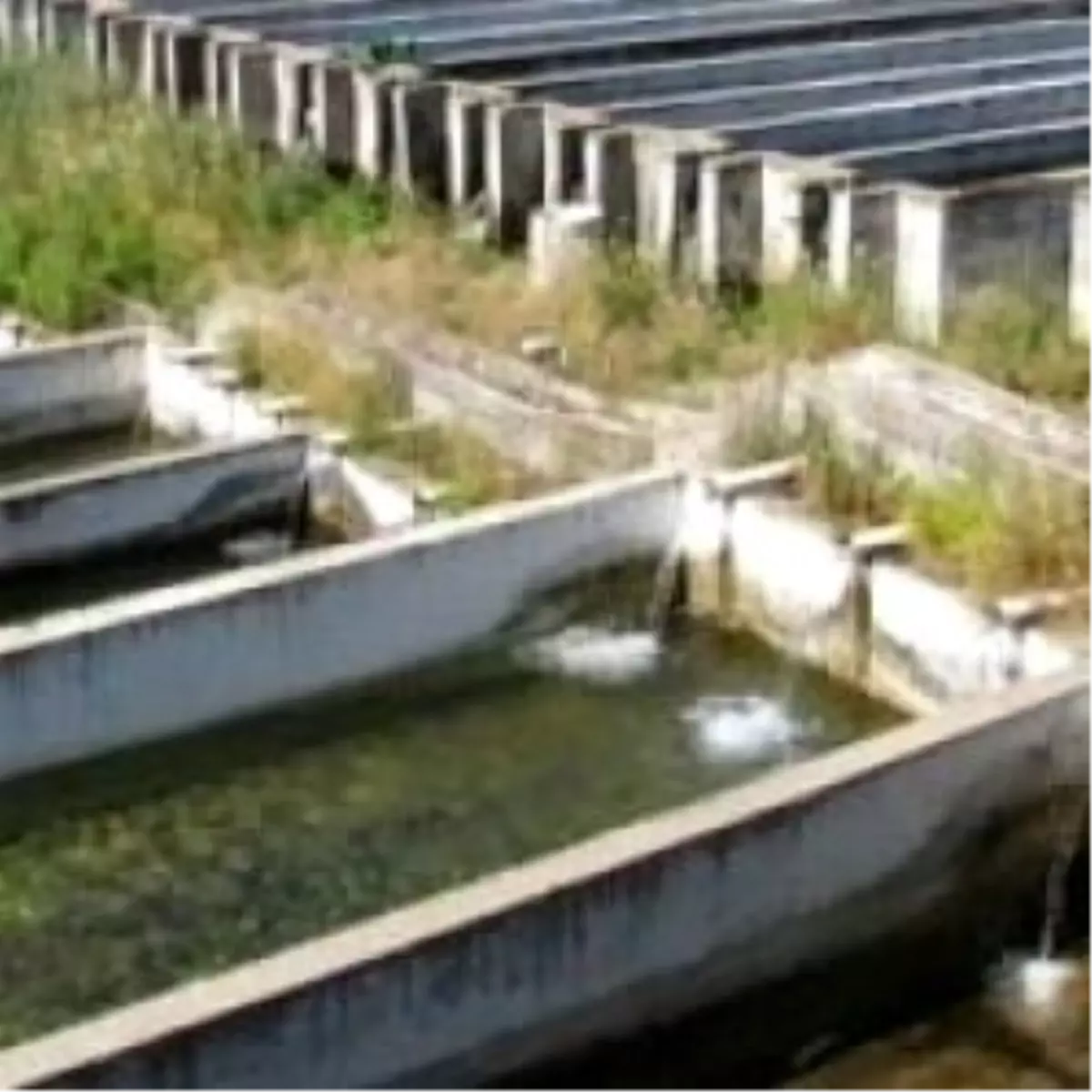 30 Bin Alabalık Sele Kapıldı