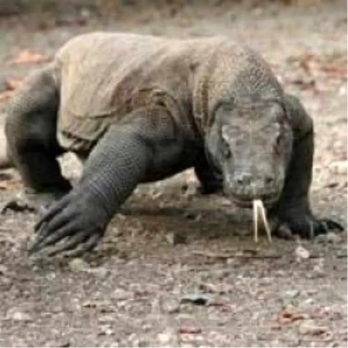 Endonezyalı Bekçi Canını Zor Kurtardı