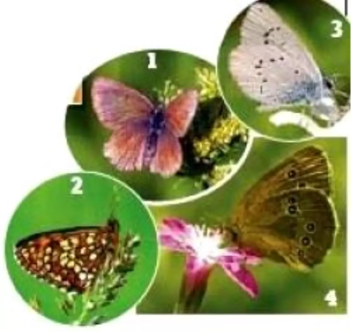 Dört Yeni Endemik Kelebek Türü