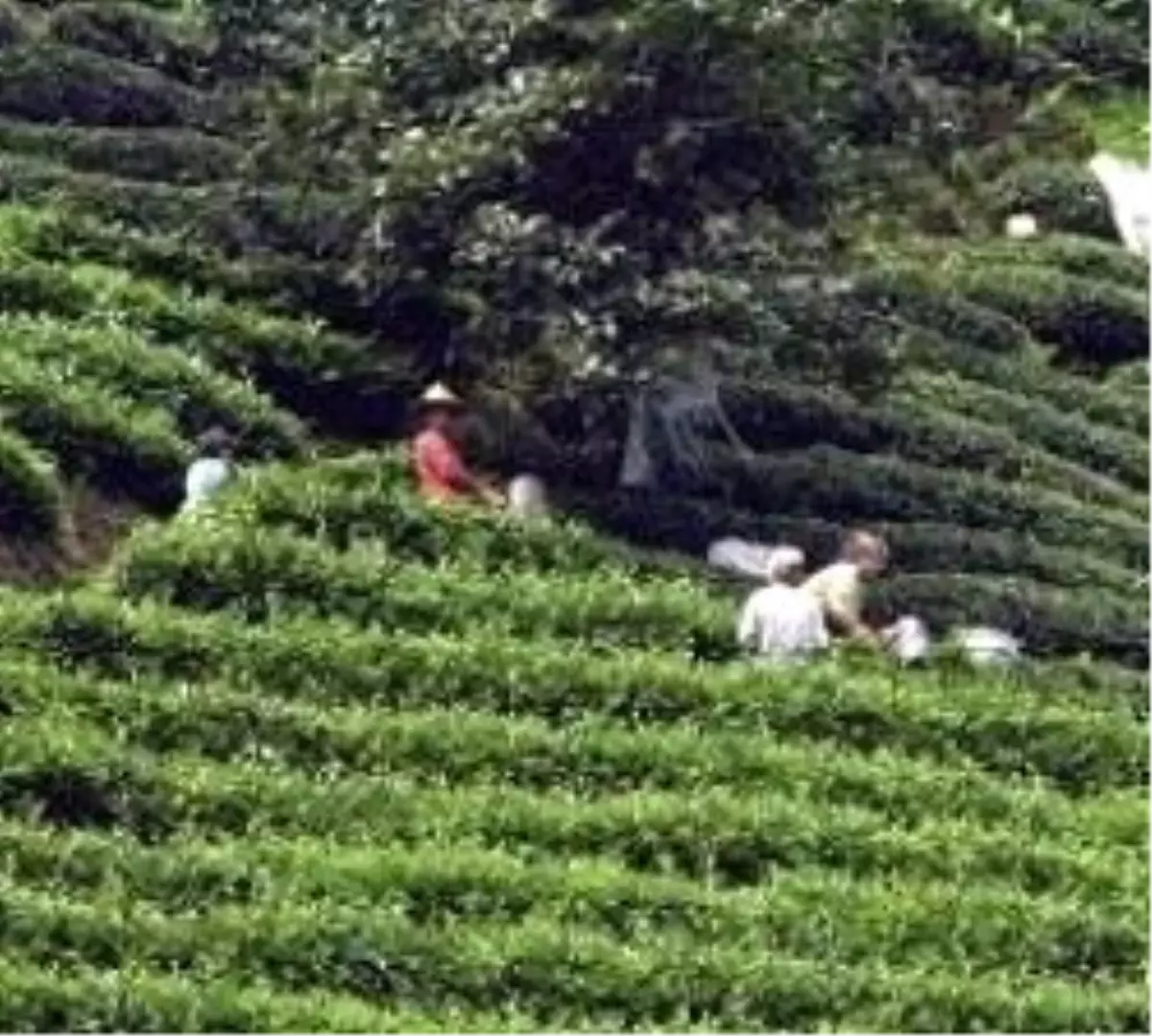 Çayın Başkenti Birarada