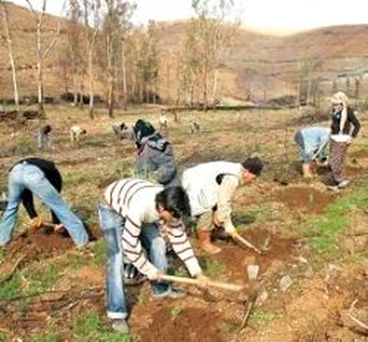Küllerinden Doğacak