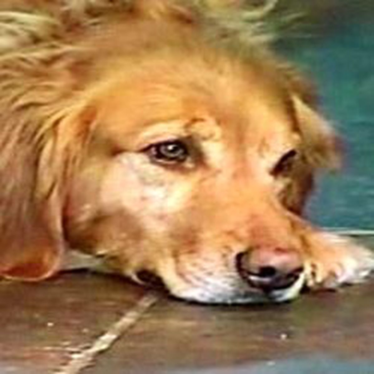 Köpek 30 Bin Liralık Elmas Yuttu