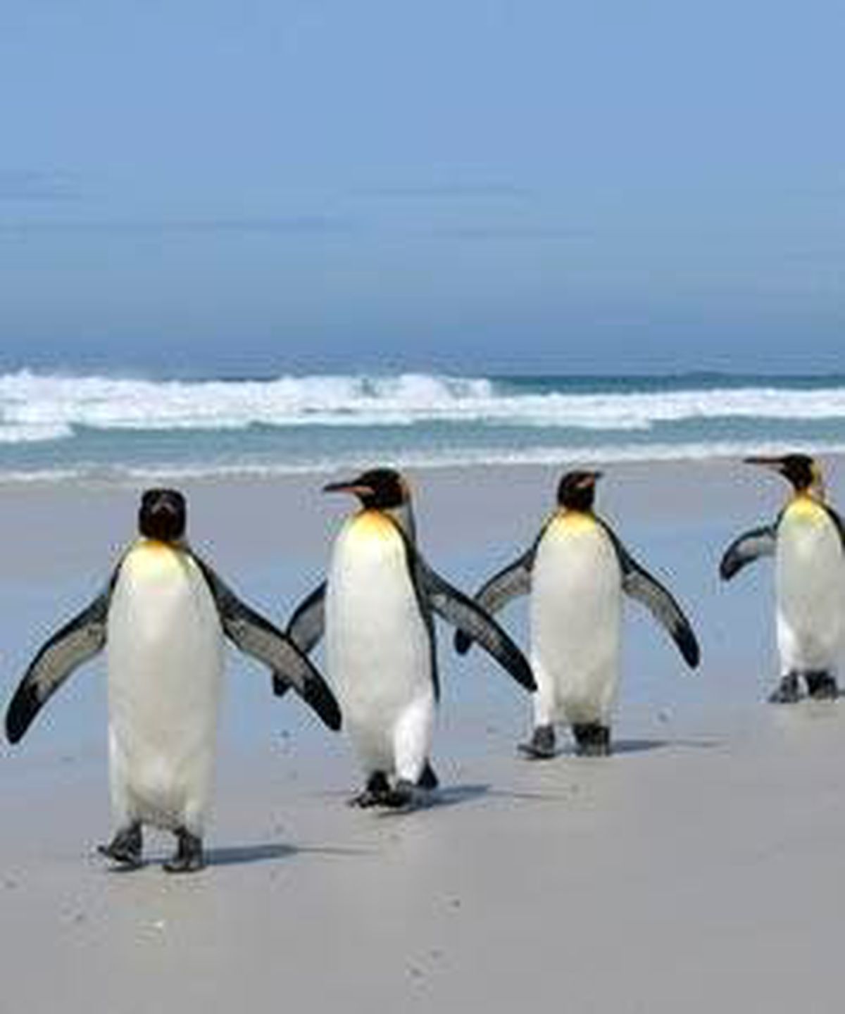 Penguenler de Artist Çıktı