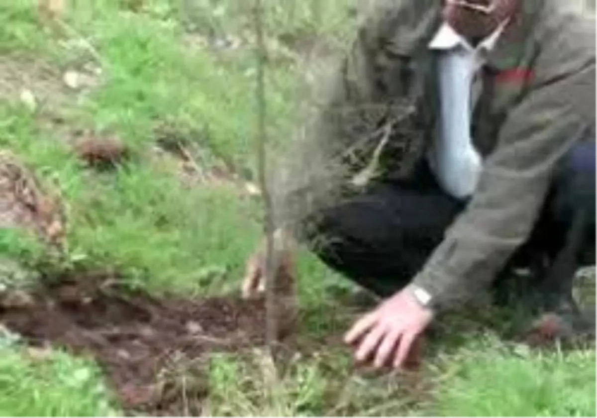 Arılar İçin Demir Çamı