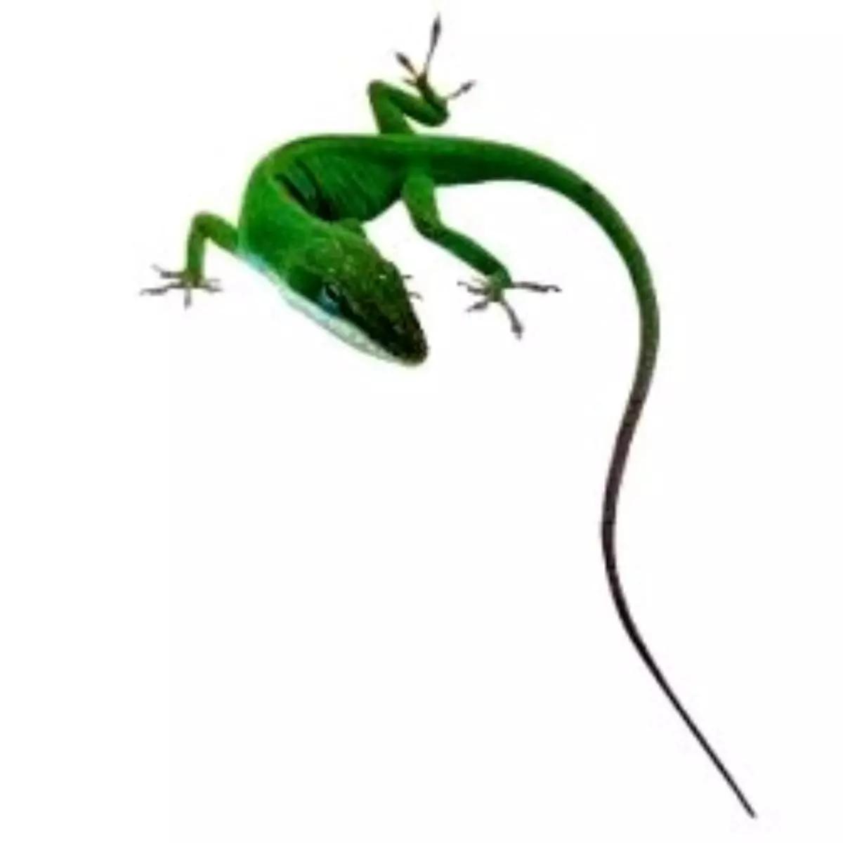 Kertenkele Geni Sayesinde Kopan Uzuv Yeniden Çıkacak