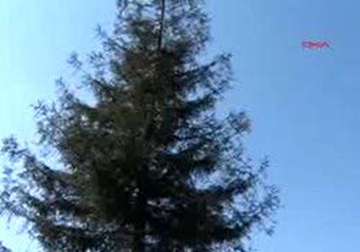 Eylem İçin Ağaca Çıktı