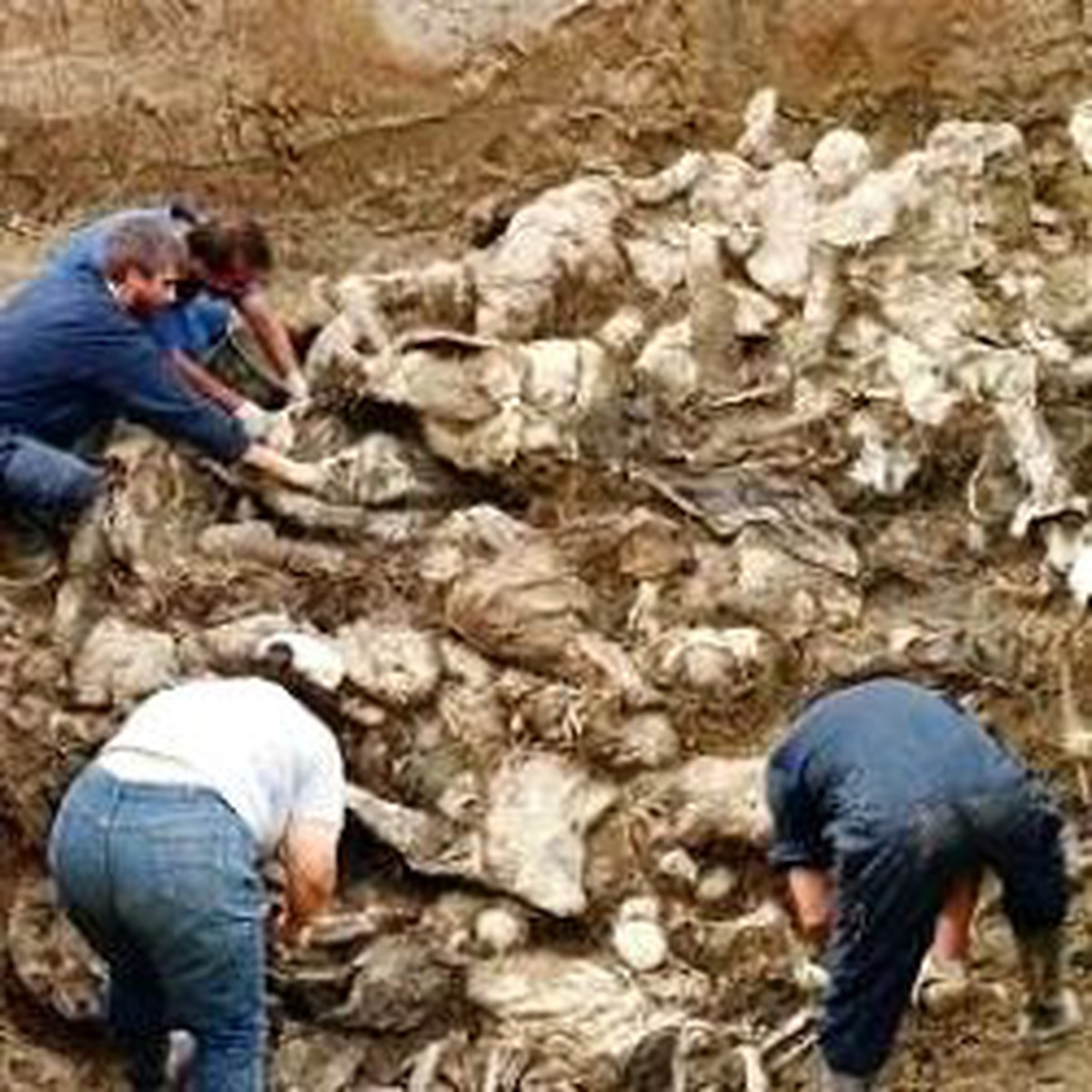 Hollandalı Gay Askerler Durdu Sırplar, Müslümanları Vurdu