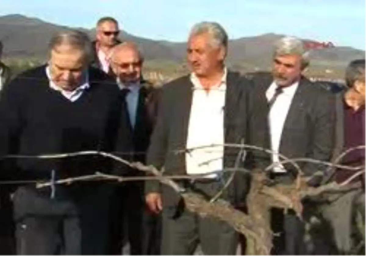 Alaşehir - Chp\'Li Mengü\'Den Don Vuran Bağlara Ziyaret