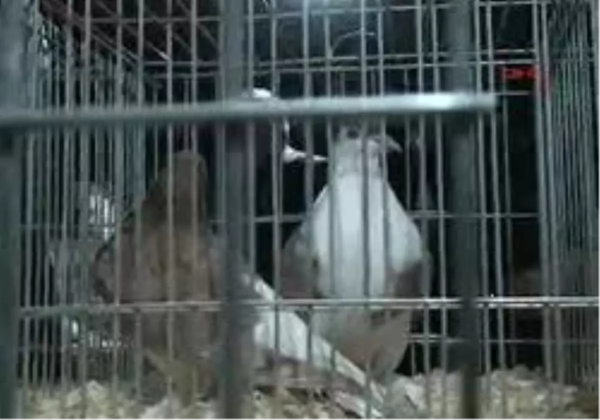 2 Güvercine Arabasını Verdi