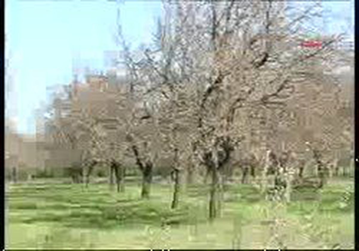 Malatya - Kayısıyı Don Vurdu,Üretici Mağdur