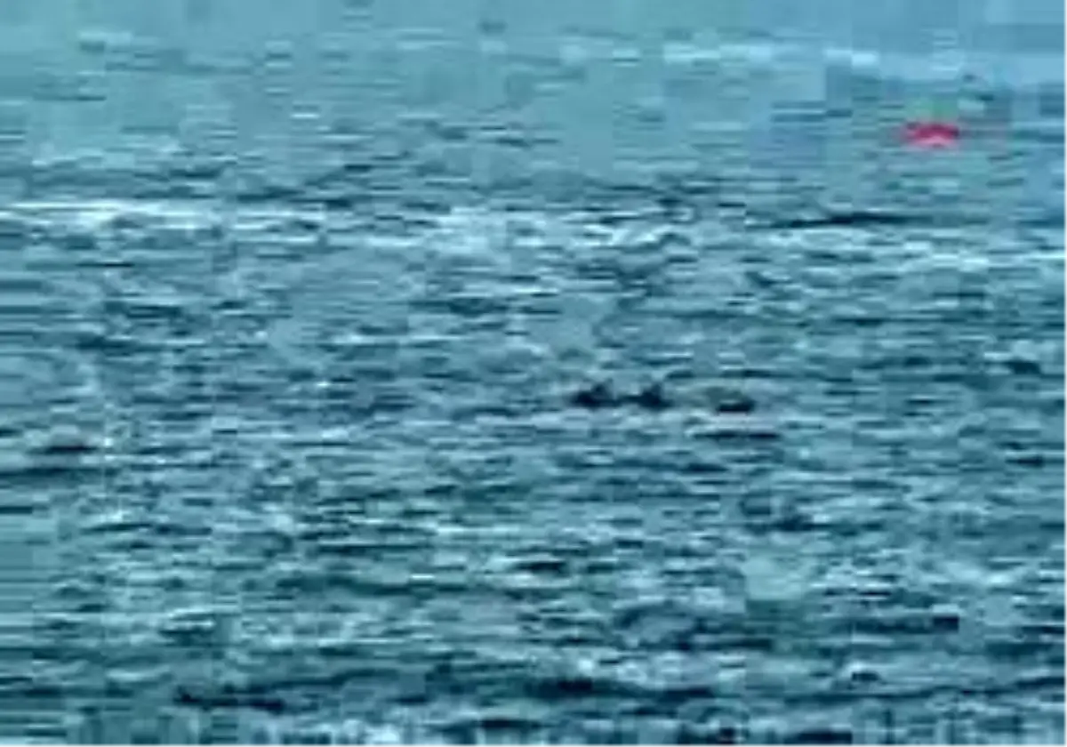 Ayvacık - Zıpkınla Balık Sonu Oldu ...Cesedi 18 Metre Derinl