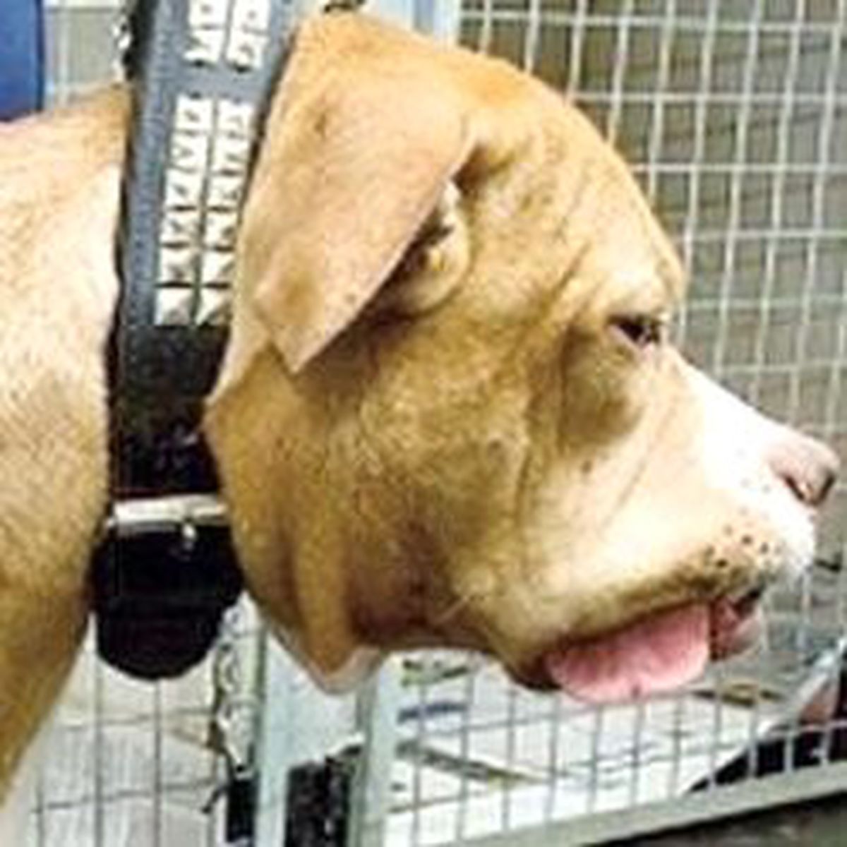 Köpek DNA'sı Cinayeti Çözdü