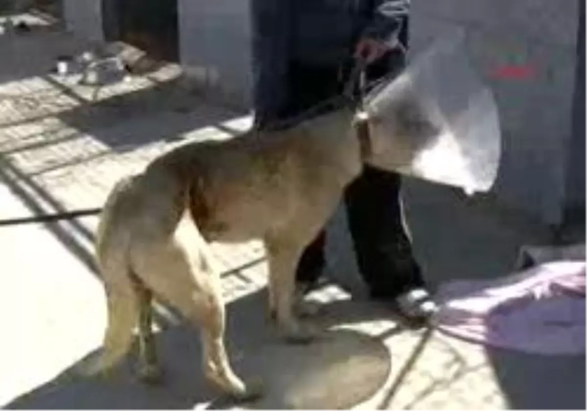 Köpek Domuz Kapanından Kurtarıldı