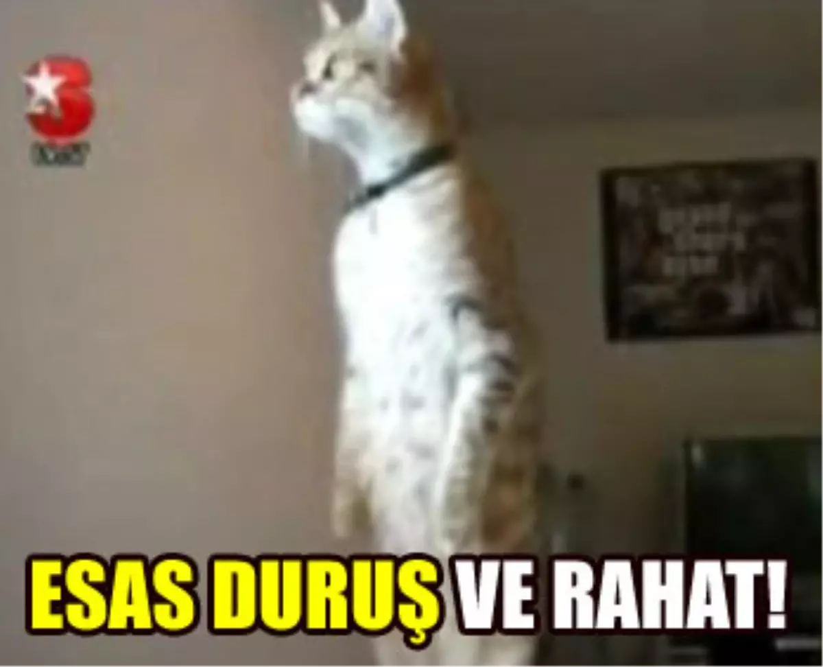 İstilal Marşı\'nda Esas Duruşa Geçen Kedi