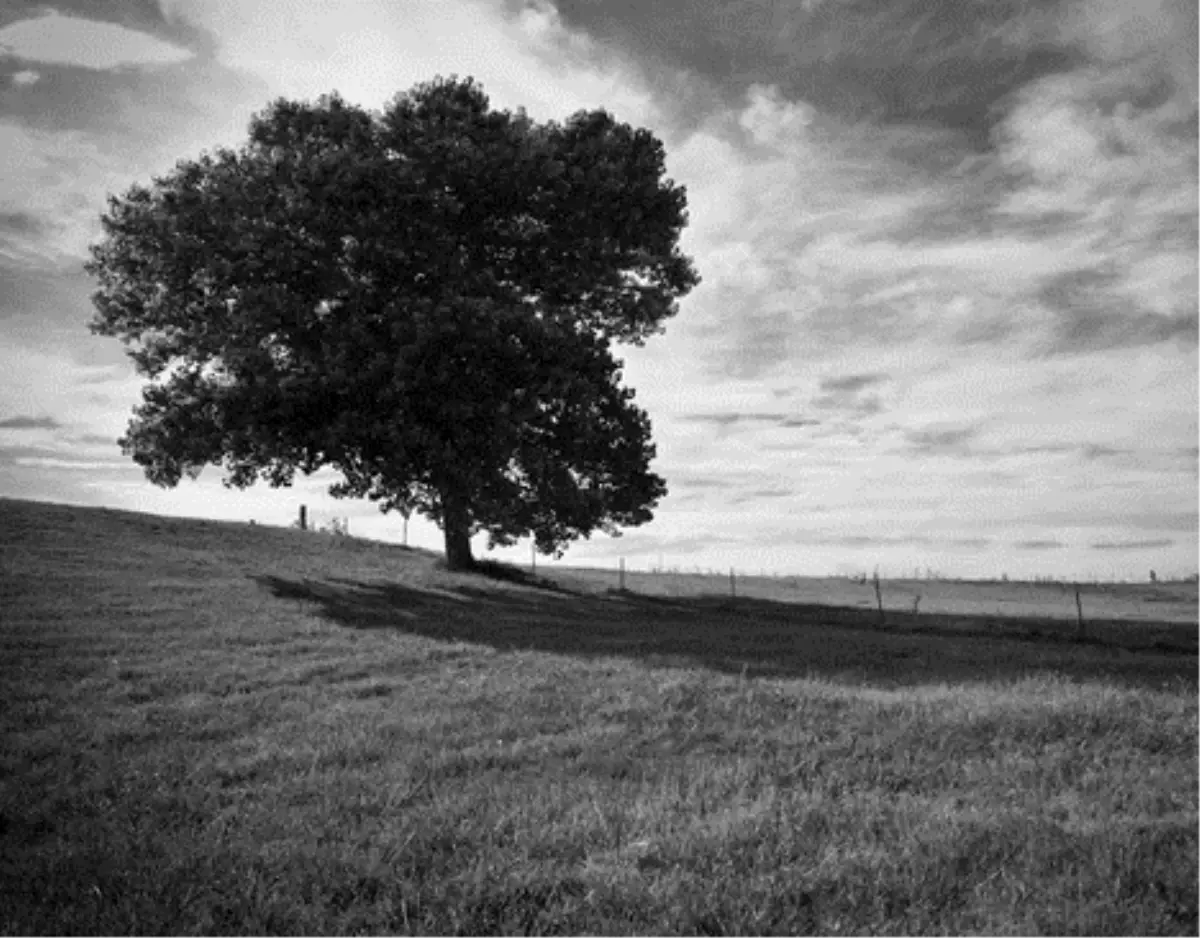 Siyah Beyaz Fotoğraf Çekme Teknikleri