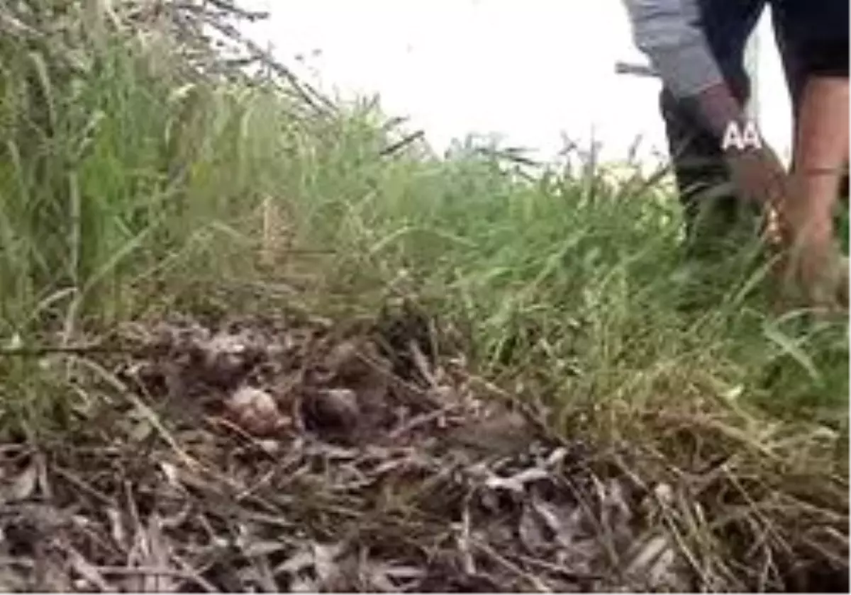 Salyangozdan Harçlık Çıkarıyorlar