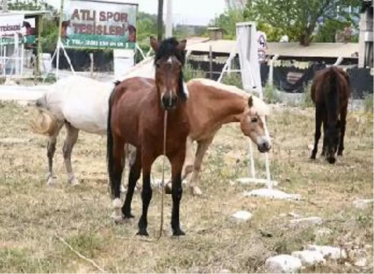 En Hızlısı O Çıktı