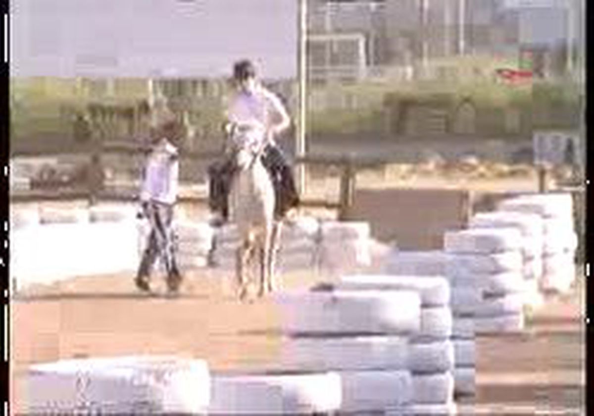 İzmir - Çapkın Aygırdan Yasak Çiftleşme