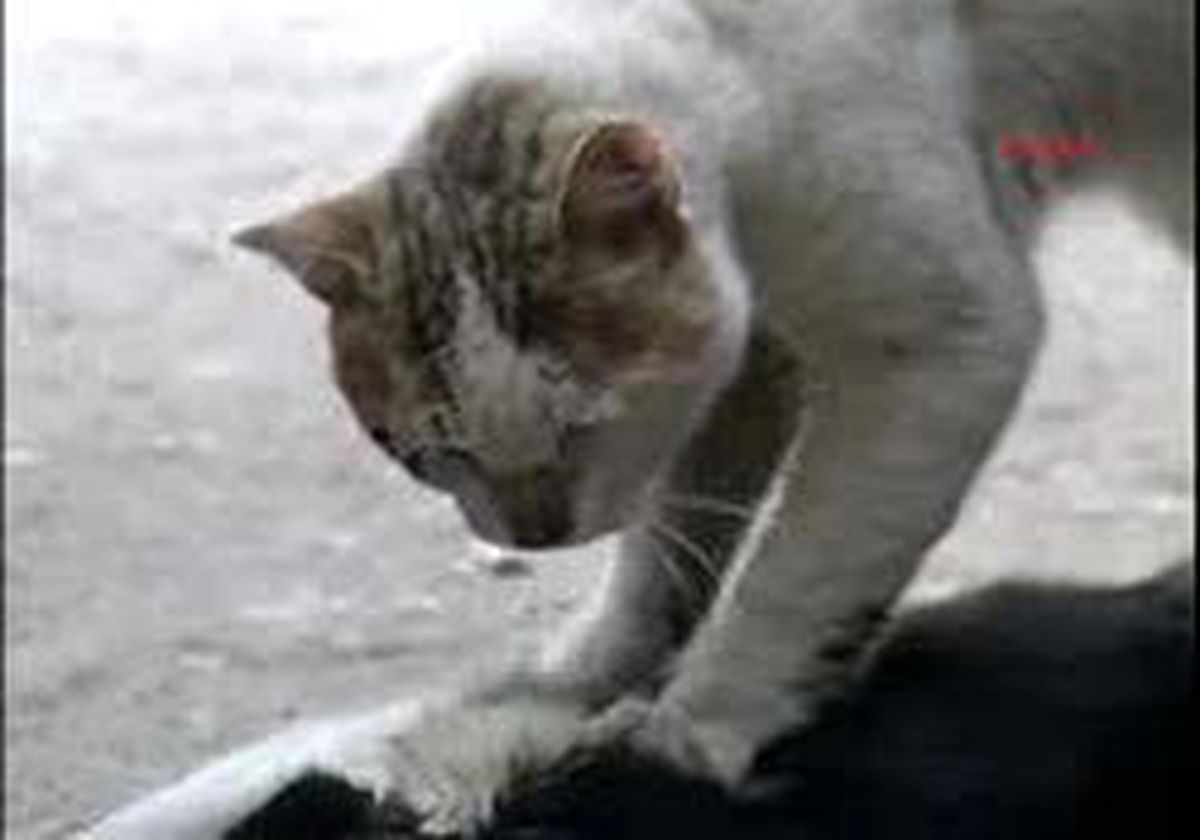 Sokak Kedisinin Vefası