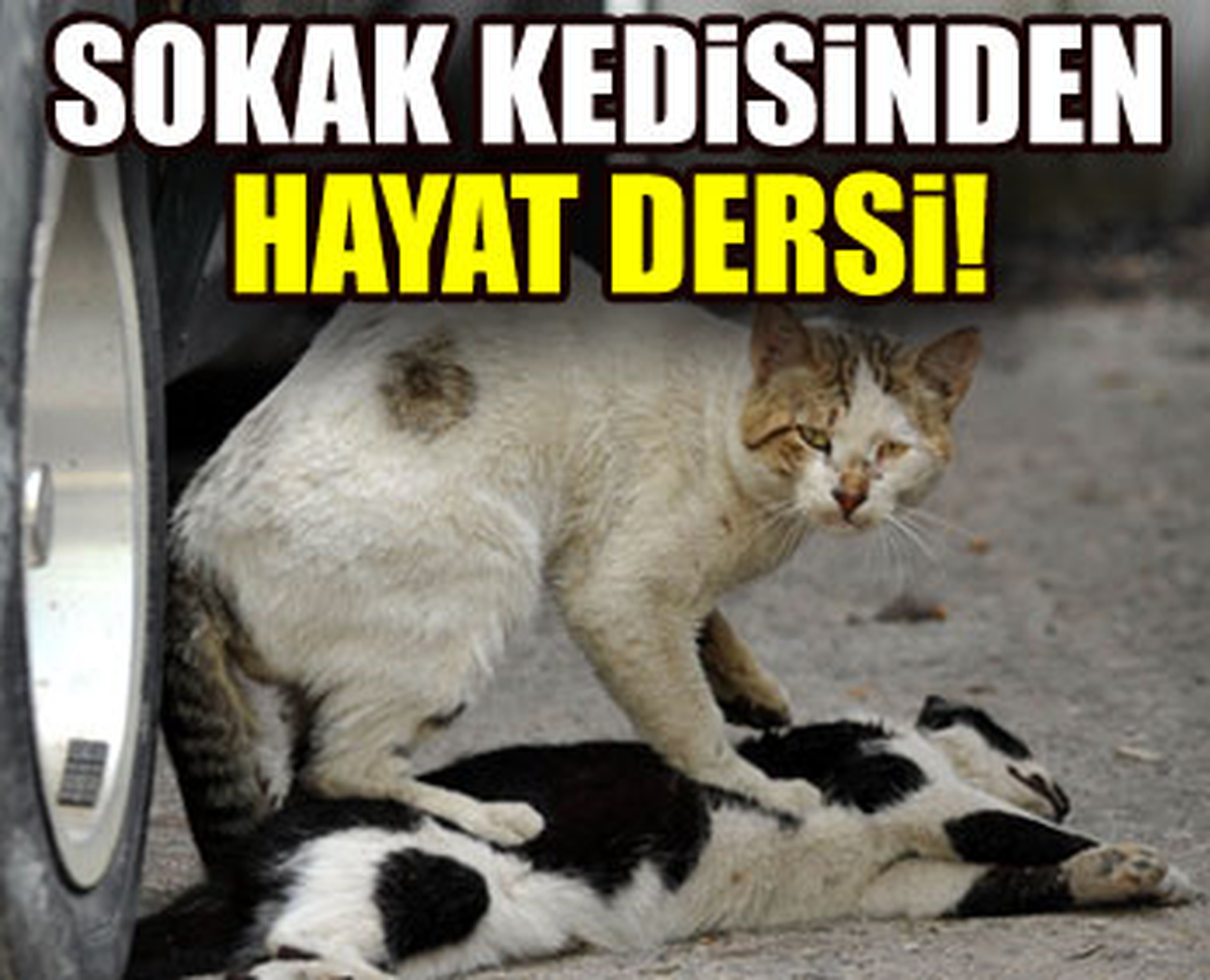 Sokak Kedisinden Hayat Dersi